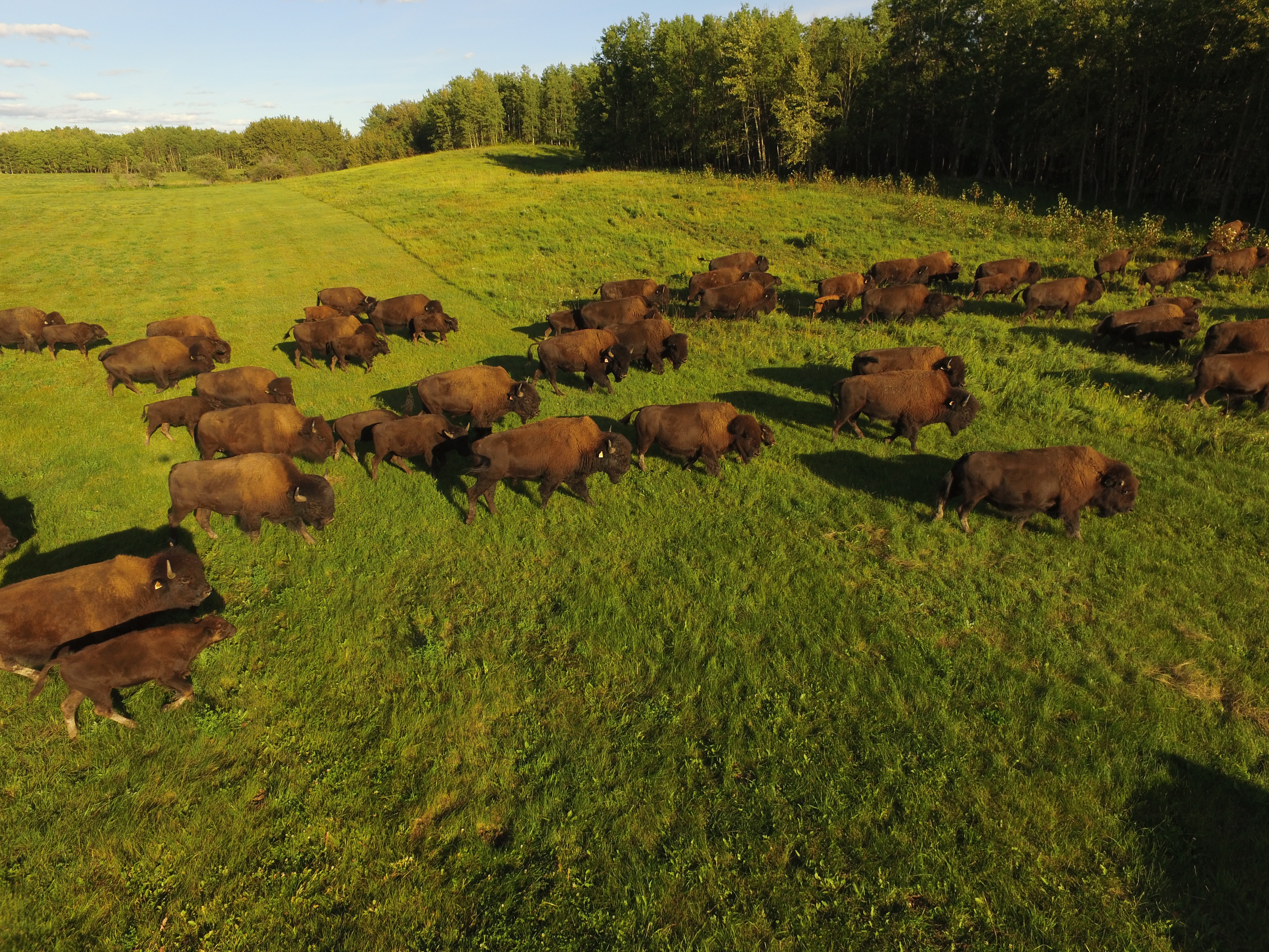 Bison on Open Pasture